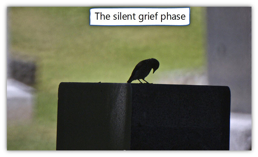Spoof mail attack and Phishing mail attacks - The silent grief phase